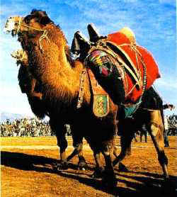Camels2
